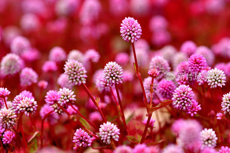 蒲桃/粉红Knotweed / Smartweed Flower